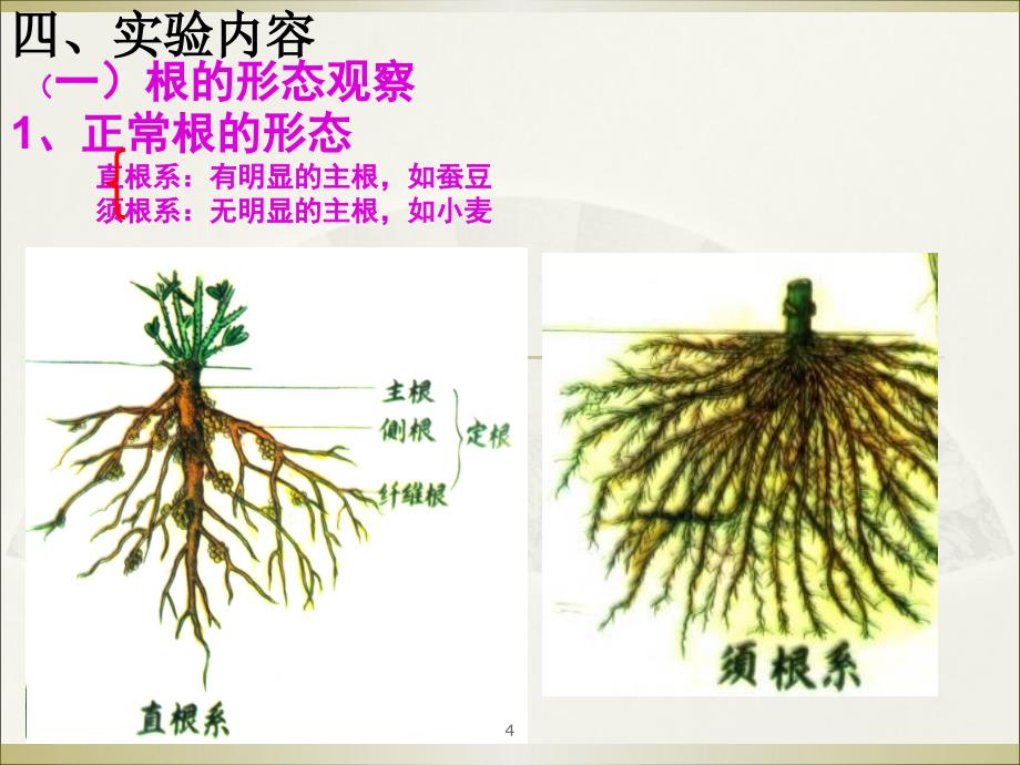 植物实验10植物营养器官的形态及其变态ppt课件_第4页