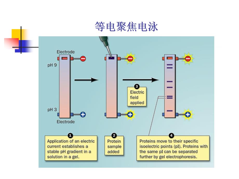 蛋白质理化性质提取纯化与结构分析测定_第4页