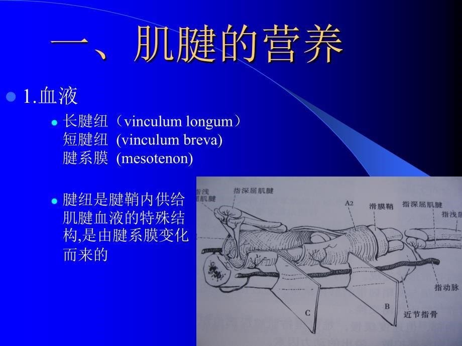 肌腱外科进展课件_第5页