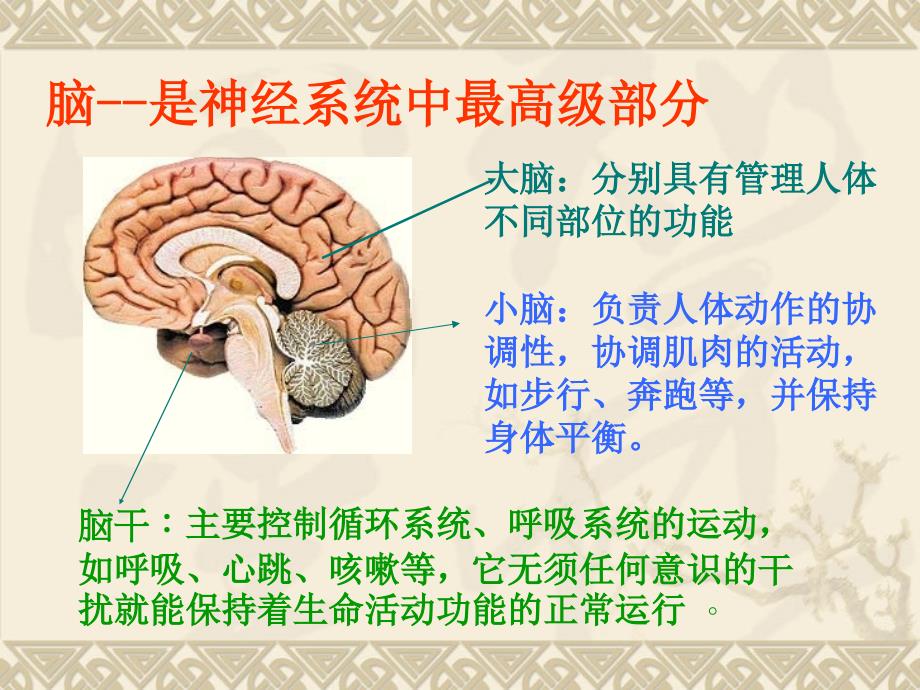 七年级生物神经系统课件_第4页