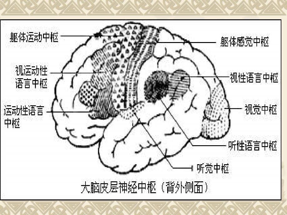 七年级生物神经系统课件_第5页