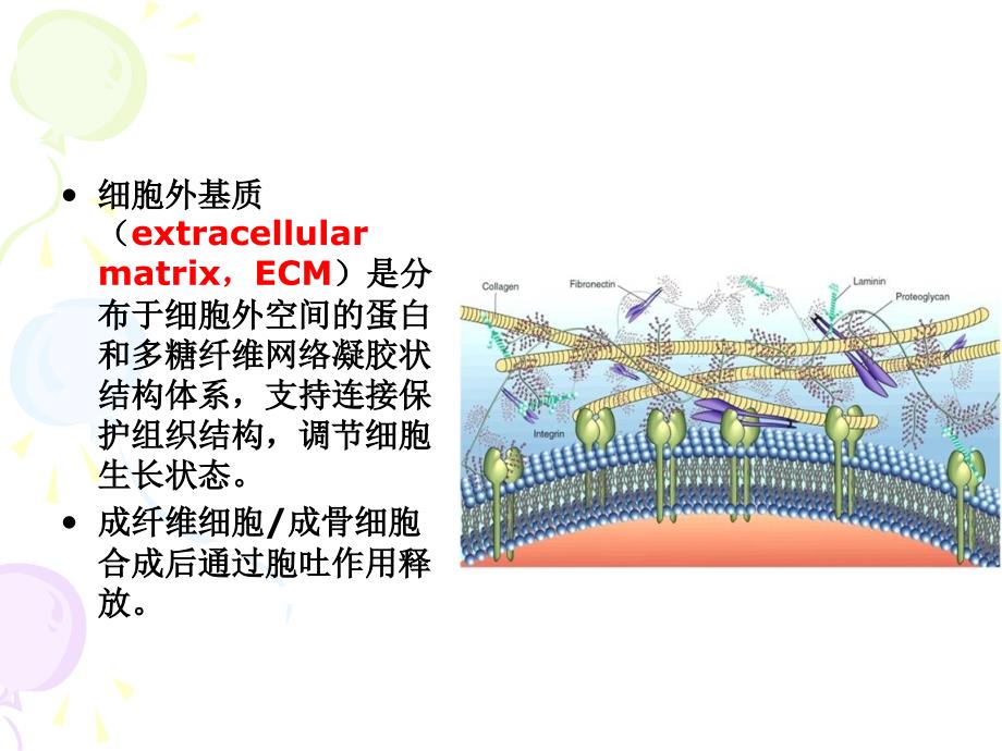 细胞基本结构6_第2页