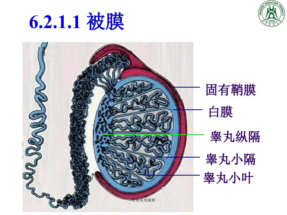 生殖系统最新课件_第4页