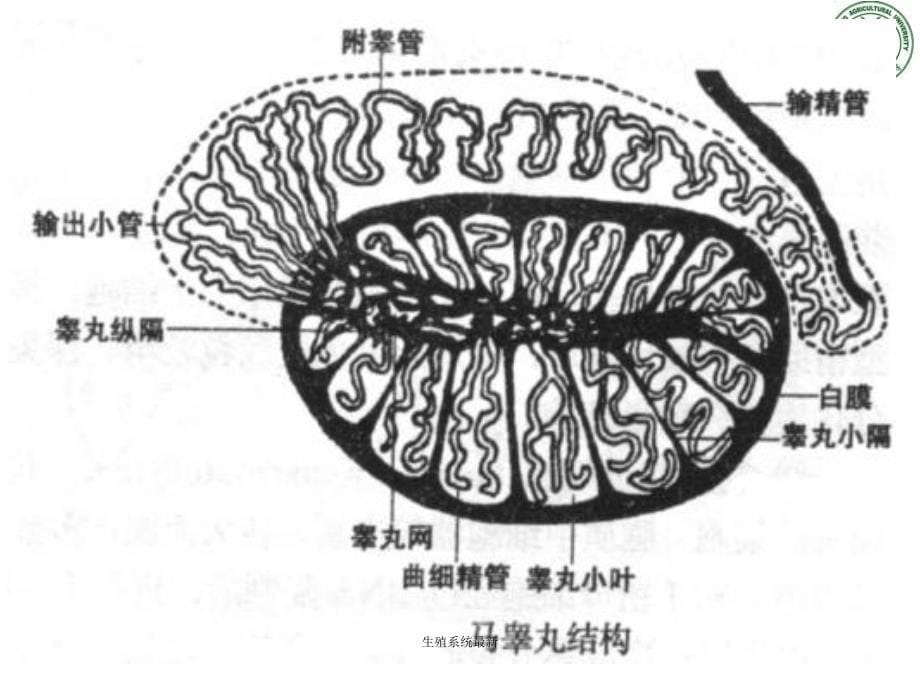 生殖系统最新课件_第5页