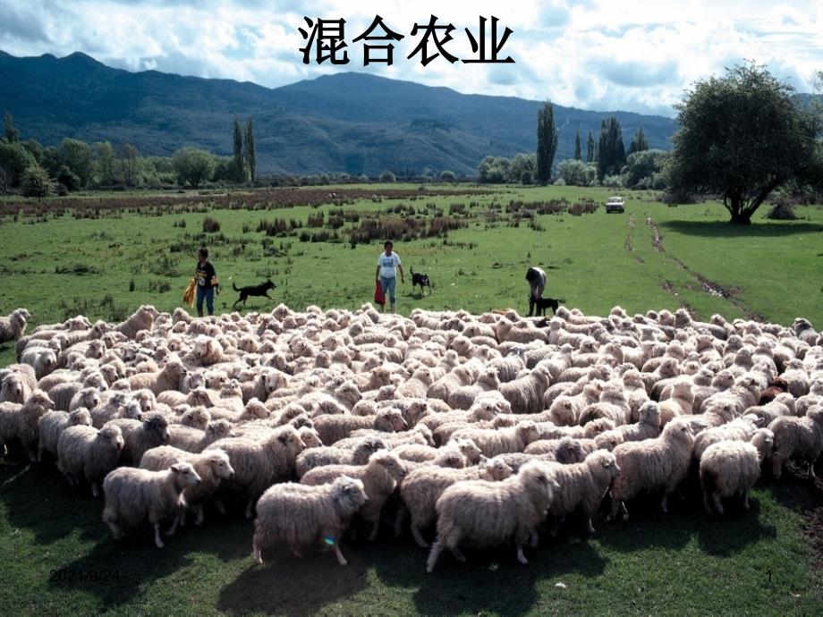 澳大利亚的混合农业_第1页