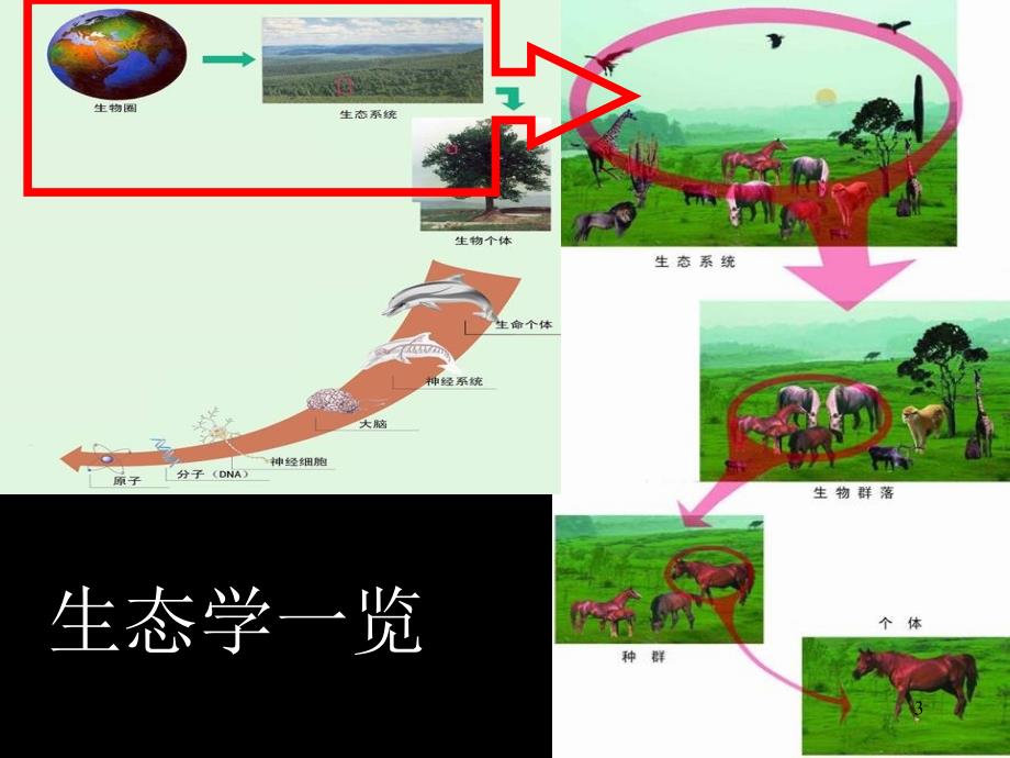 高中生物竞赛辅导-生态学【心理调节】_第3页