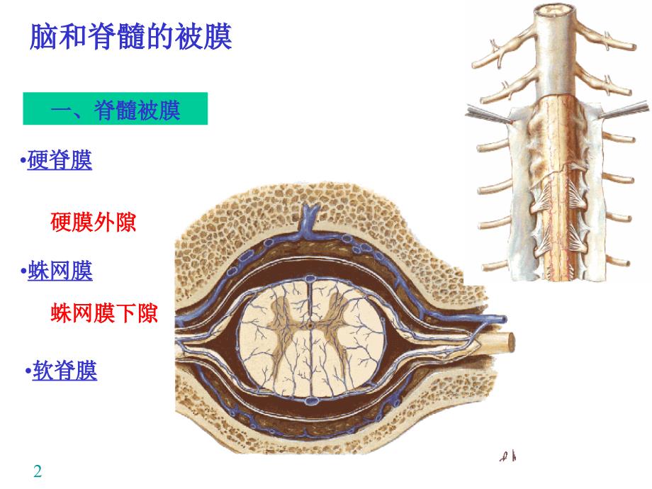 中枢N系统被膜、血管、循环_第2页