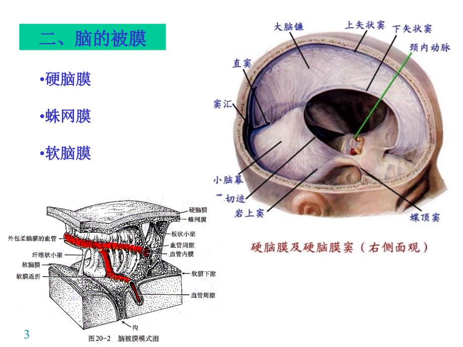 中枢N系统被膜、血管、循环_第3页