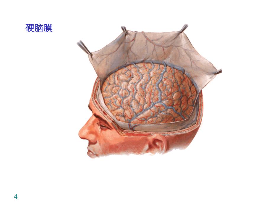 中枢N系统被膜、血管、循环_第4页