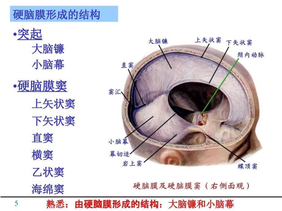 中枢N系统被膜、血管、循环_第5页