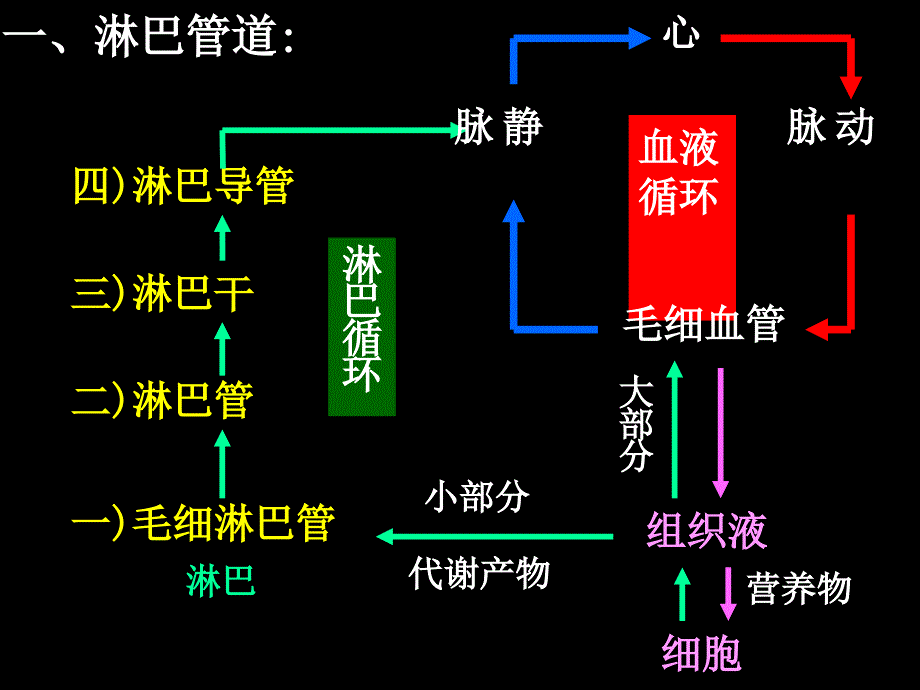 人体解剖学淋巴系统ppt课件_第4页