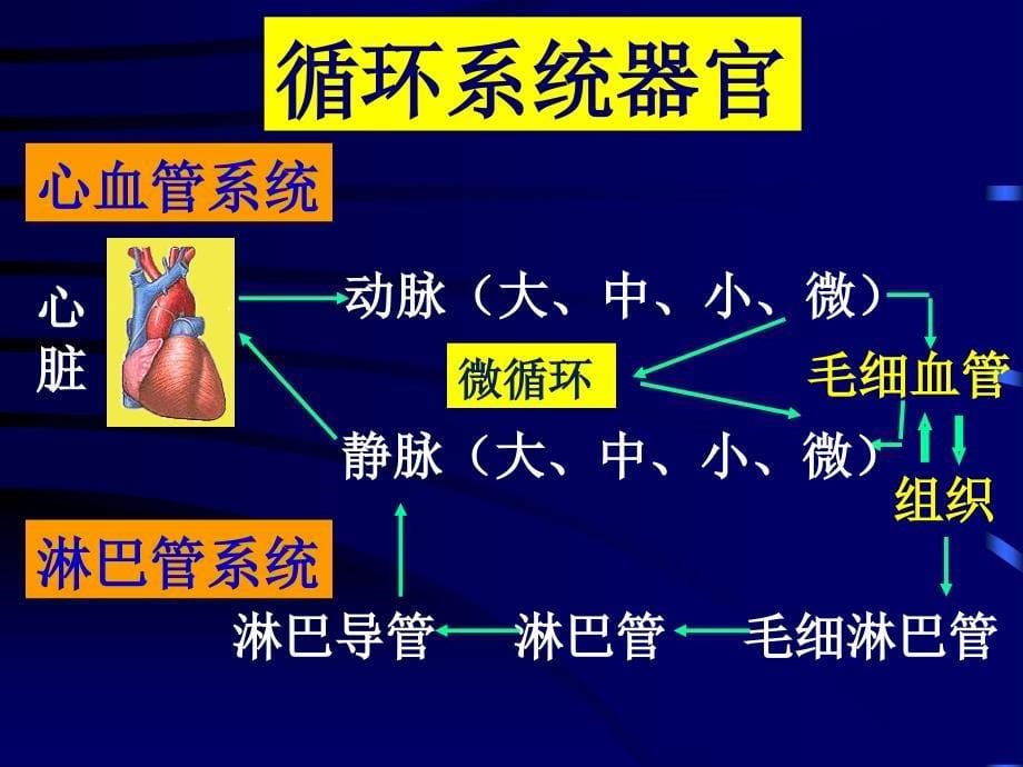 中空性器管ppt_第5页