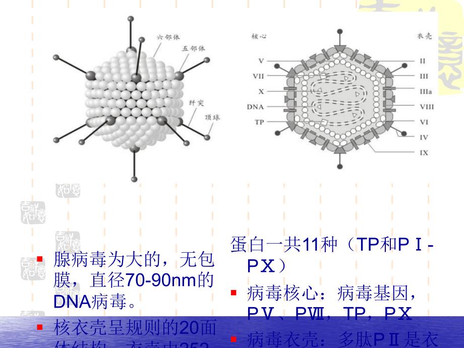 腺病毒肺炎(讲课)_第4页