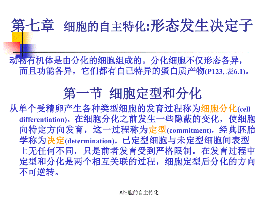 A细胞的自主特化课件_第1页