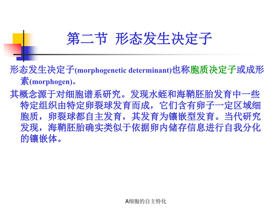 A细胞的自主特化课件_第3页