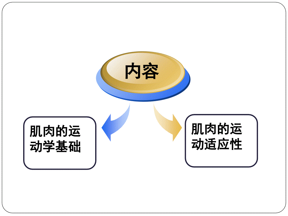 第二章第二节肌肉运动学_第3页