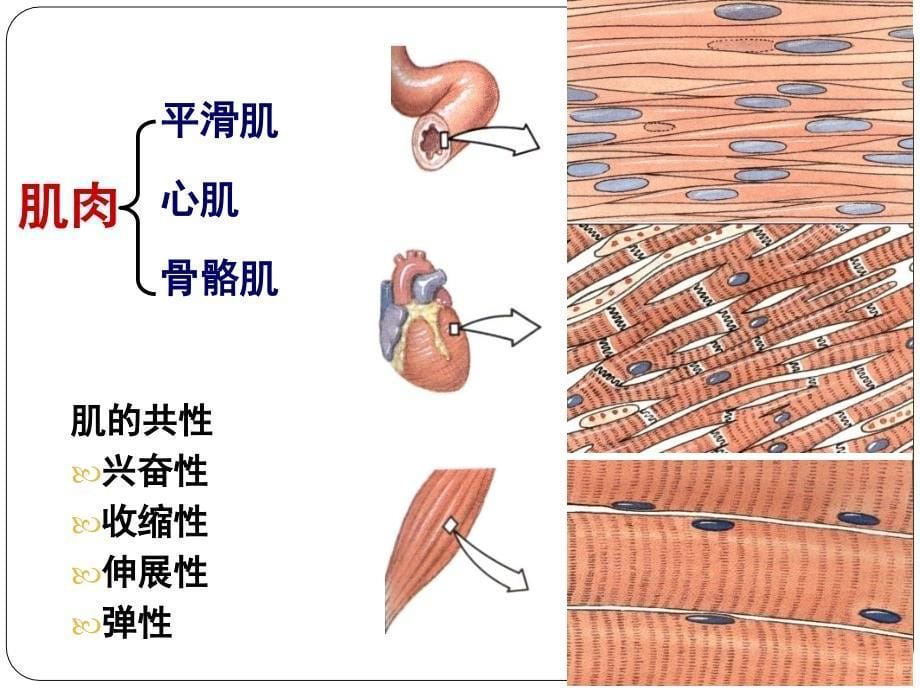 第二章第二节肌肉运动学_第5页