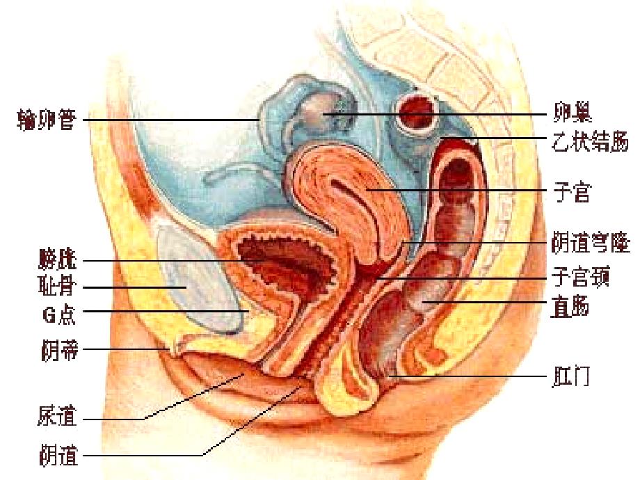 女性生殖系统PPT幻灯片_第3页