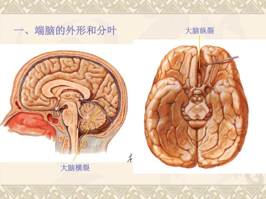 大脑解剖结构_第2页