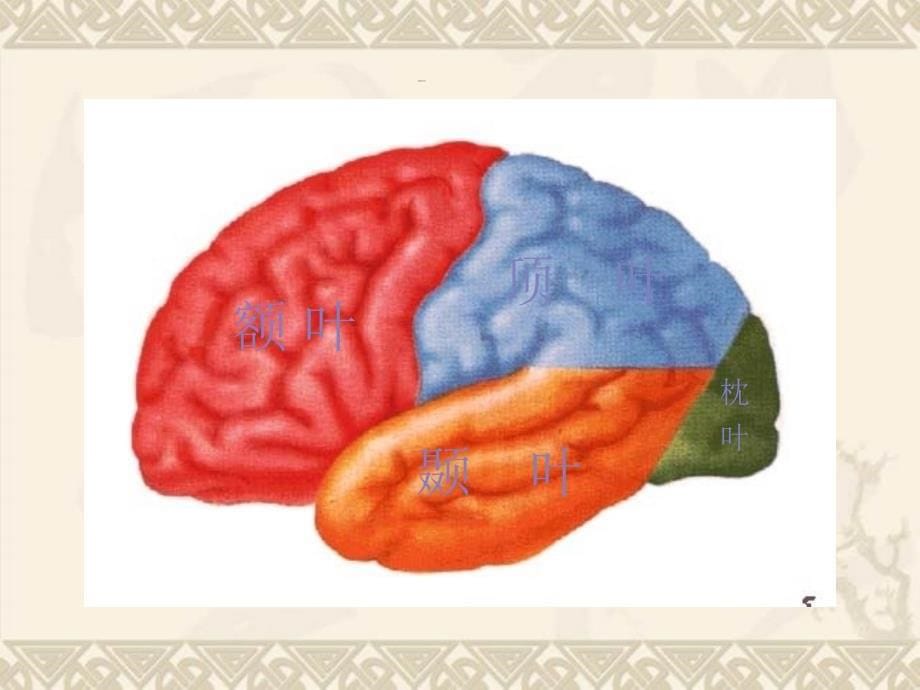大脑解剖结构_第5页