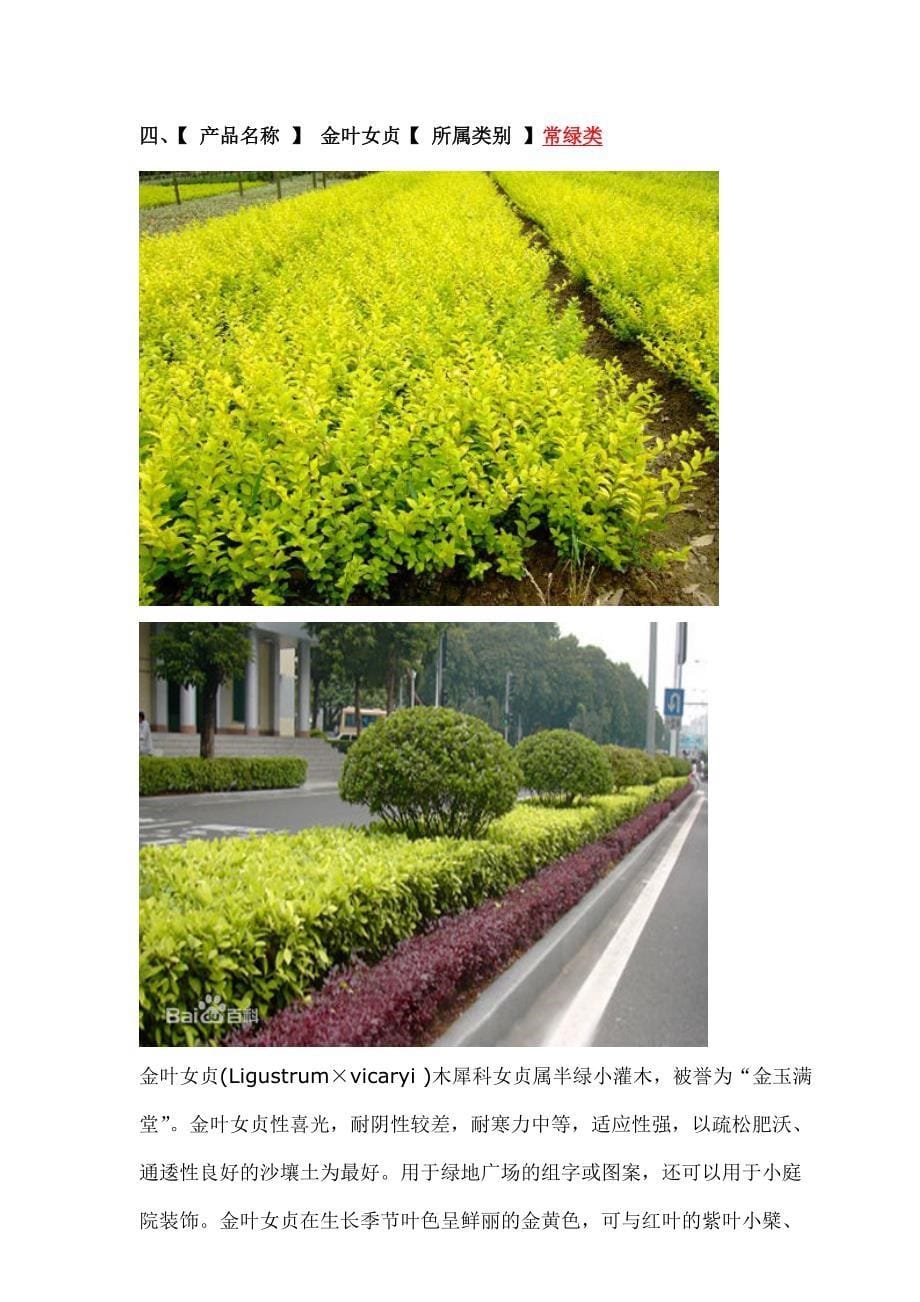 常绿类植物概况.doc_第5页