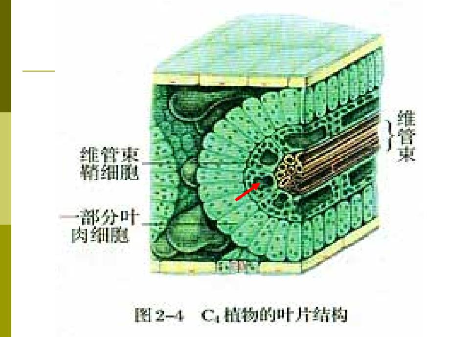 影响光合作用速率的因素_第2页