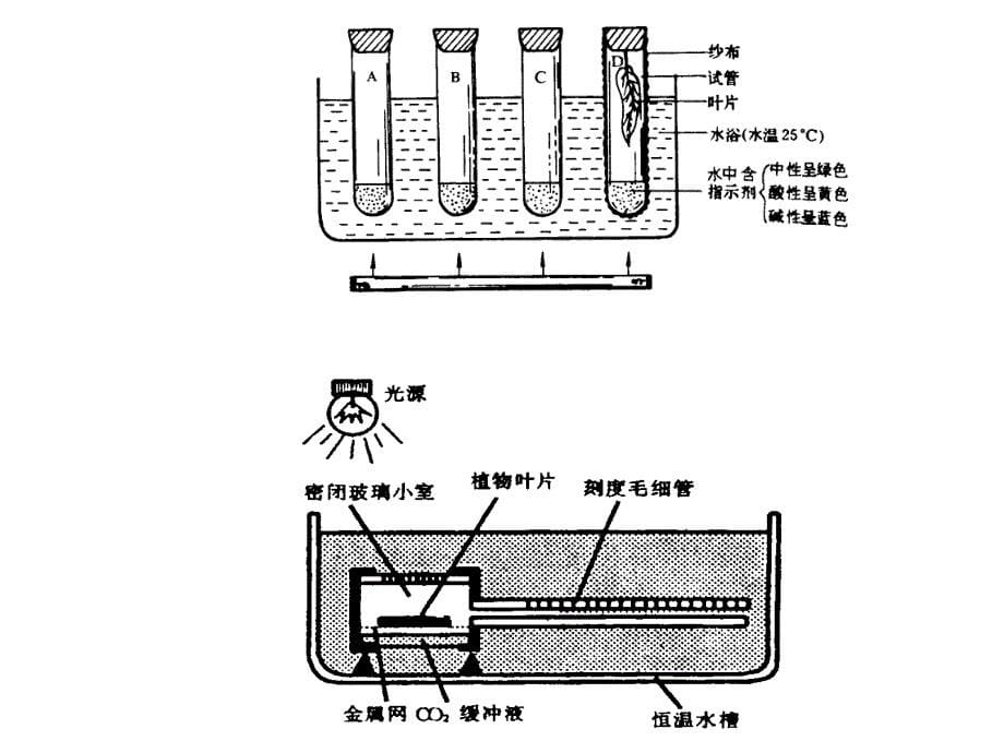 影响光合作用速率的因素_第5页