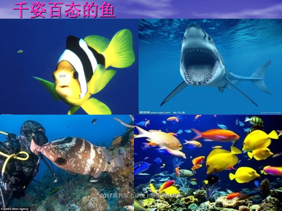 冀教版七年级上册生物146鱼类课件_第3页