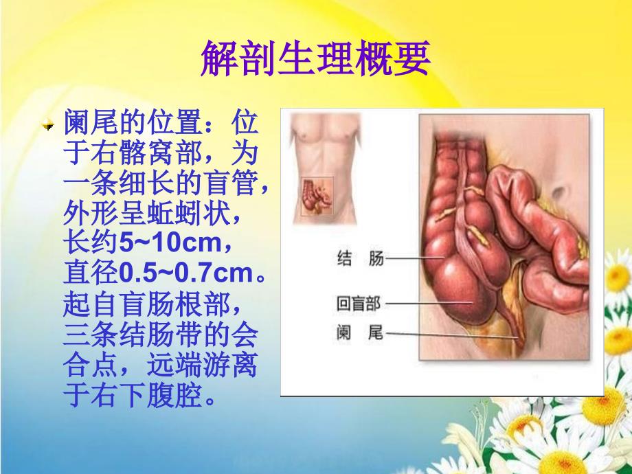 阑尾解剖生理_第2页