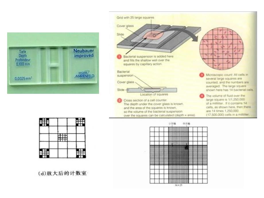 探究培养液中酵母菌数量的动态变化_第3页