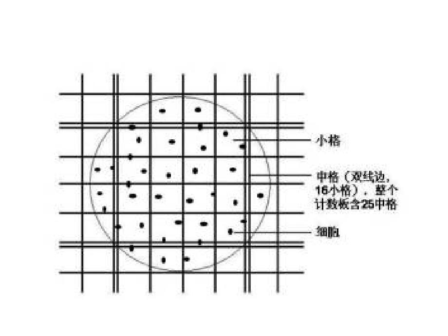 探究培养液中酵母菌数量的动态变化_第4页