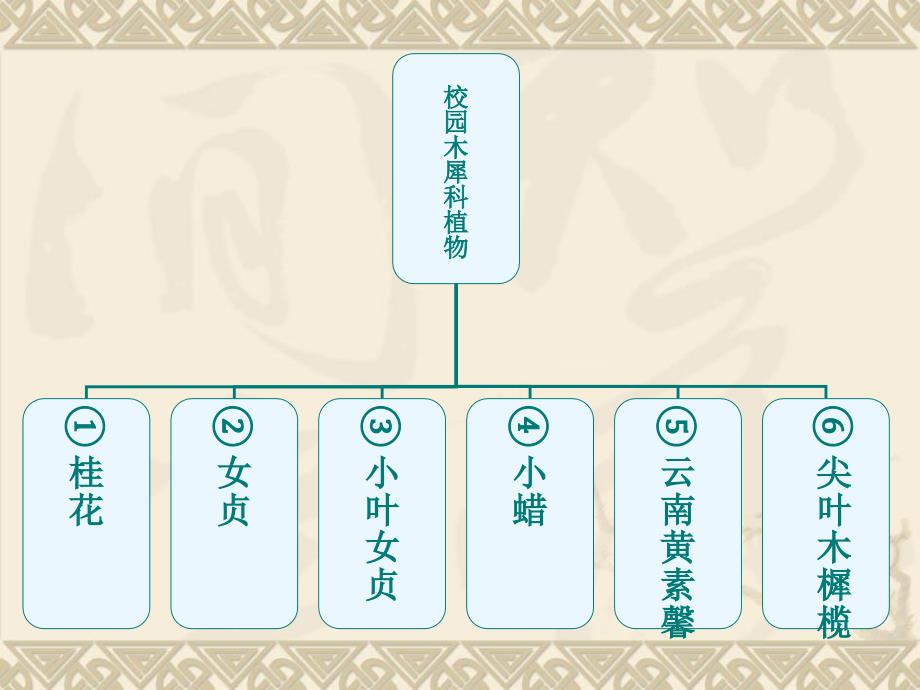 校园木犀科植物调查课件_第3页