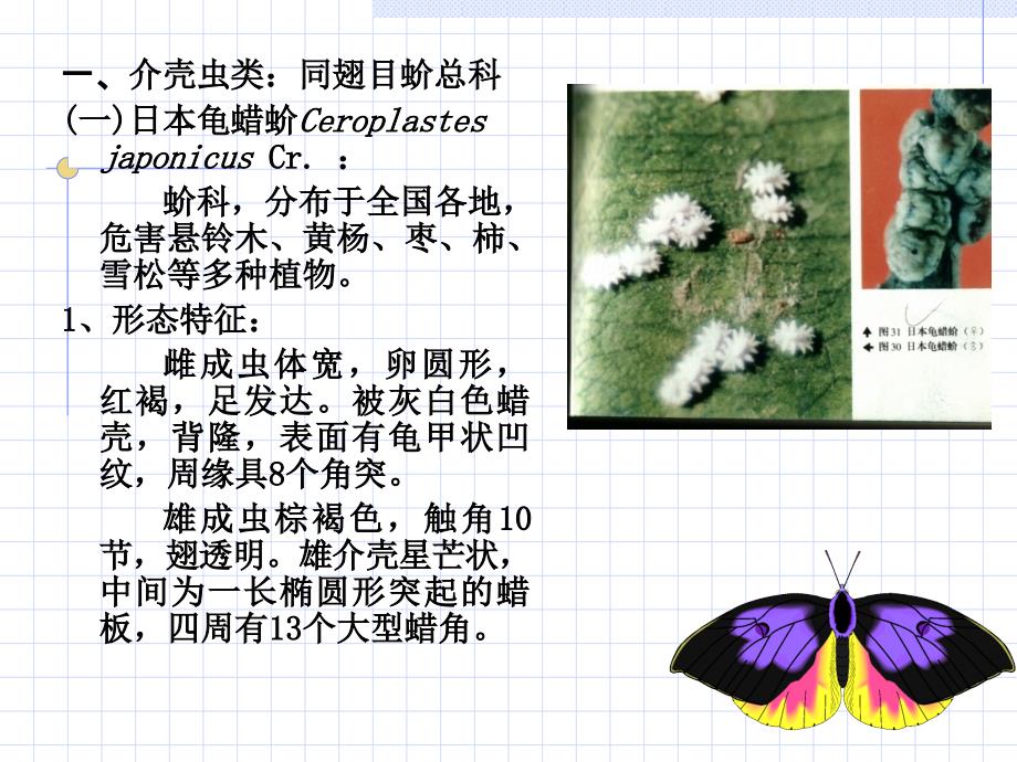 顶芽及枝梢刺吸害虫_第2页