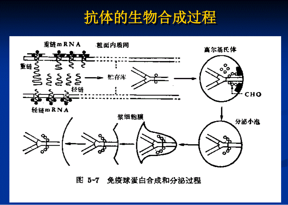 免疫学：4-2抗体_第3页