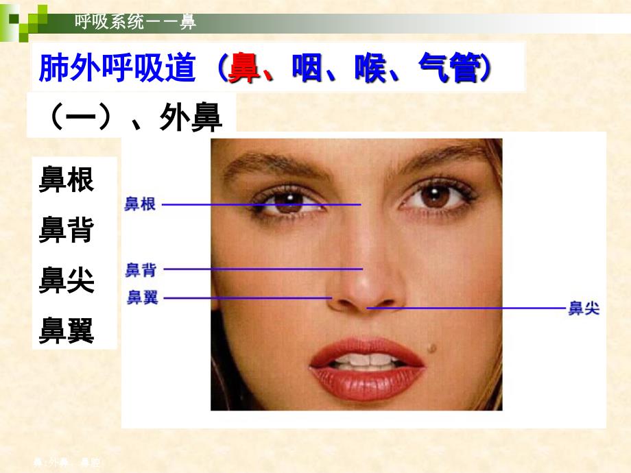 呼吸系统PPT课件_第3页