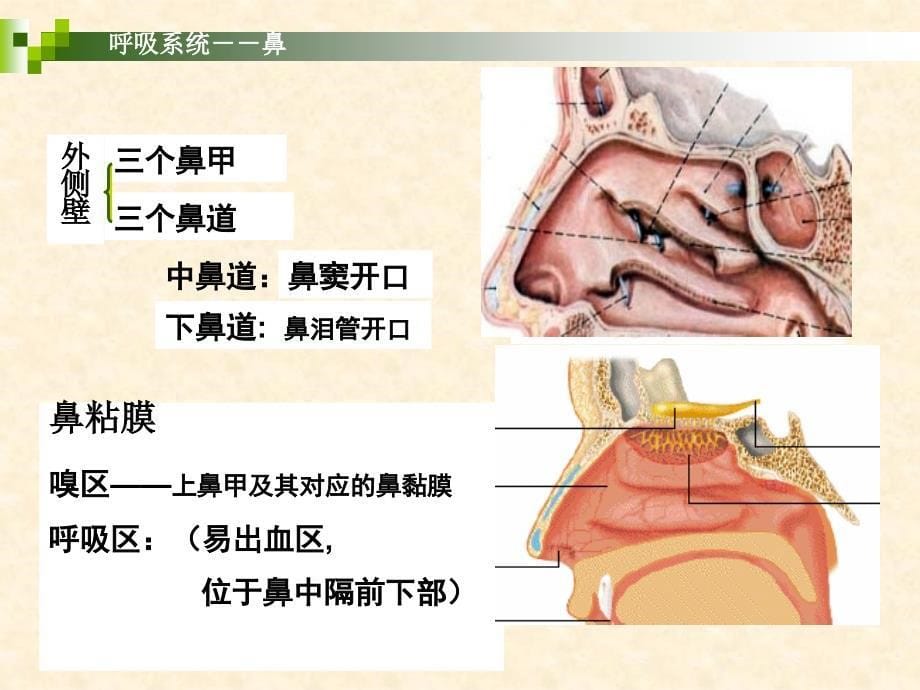 呼吸系统PPT课件_第5页