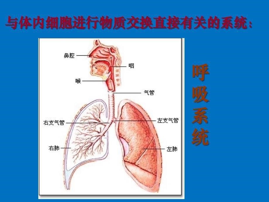 人体内环境与稳态 复习公开课课件(共46张PPT)_第5页