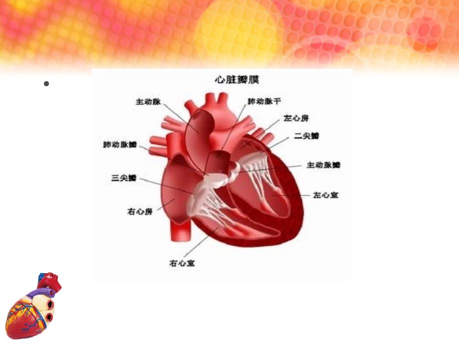 三尖瓣下移畸形的超声诊断ppt课件_第4页