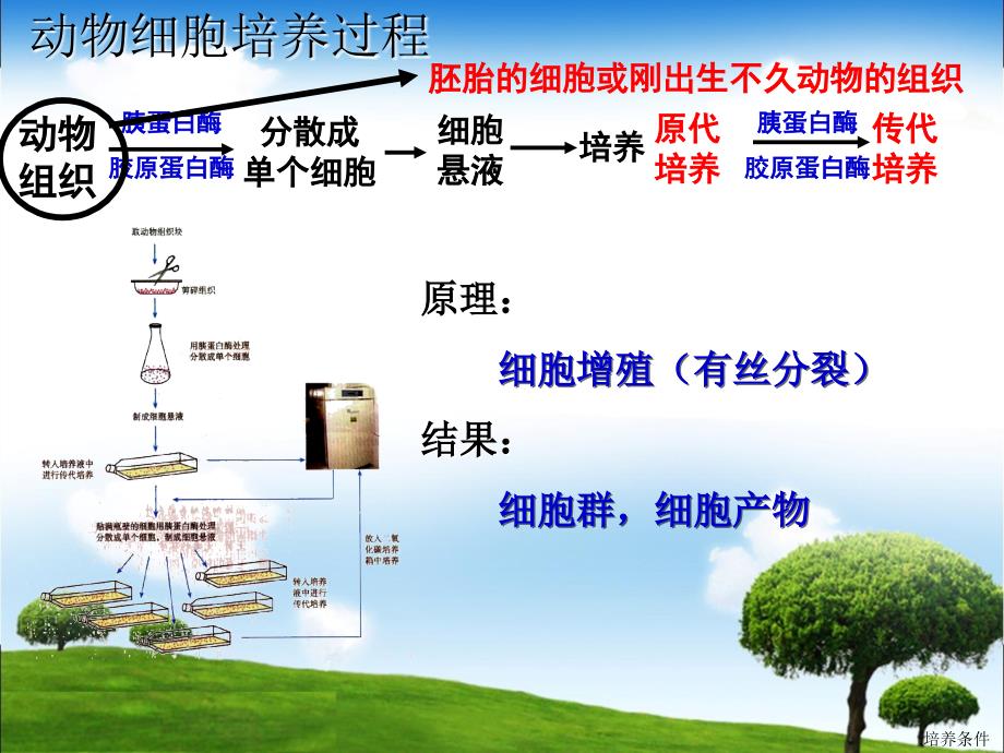 动物细胞培养和核移植技术苗课件_第4页