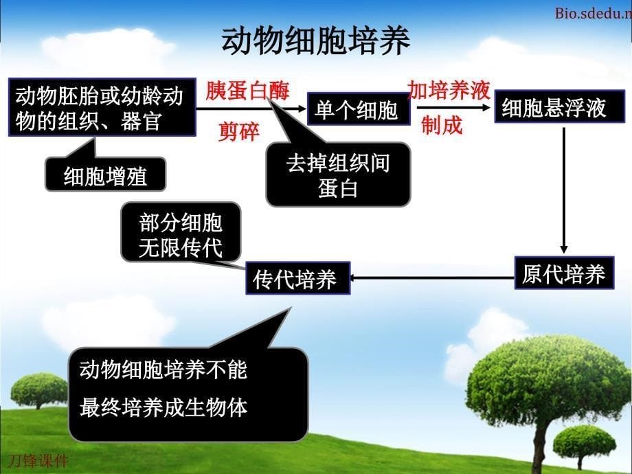 动物细胞培养和核移植技术苗课件_第5页