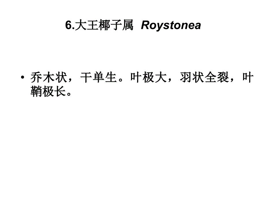 被子植物32-棕榈科_第1页