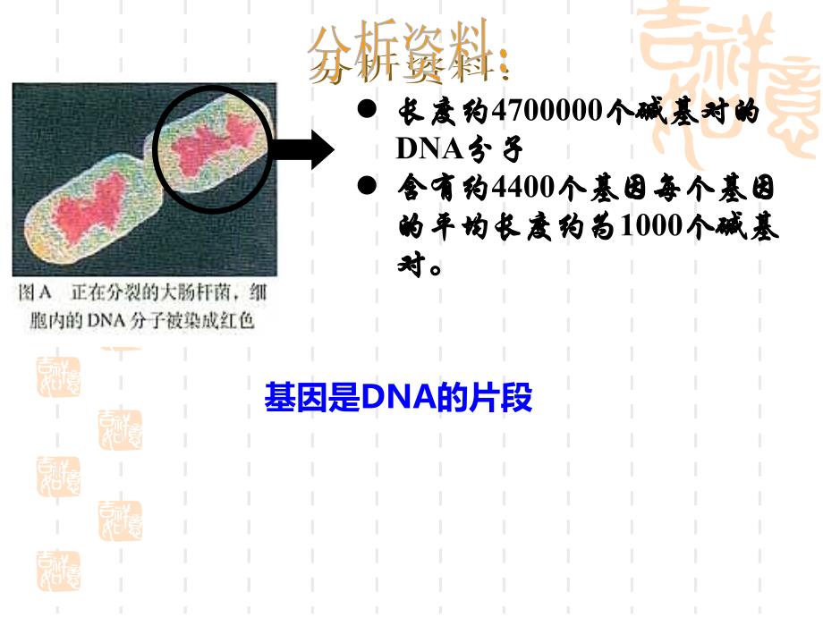 3.4基因是有遗传效应的DNA片段公开课修订_第3页