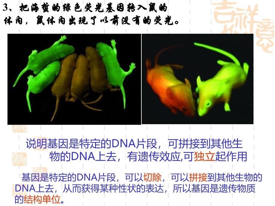 3.4基因是有遗传效应的DNA片段公开课修订_第5页