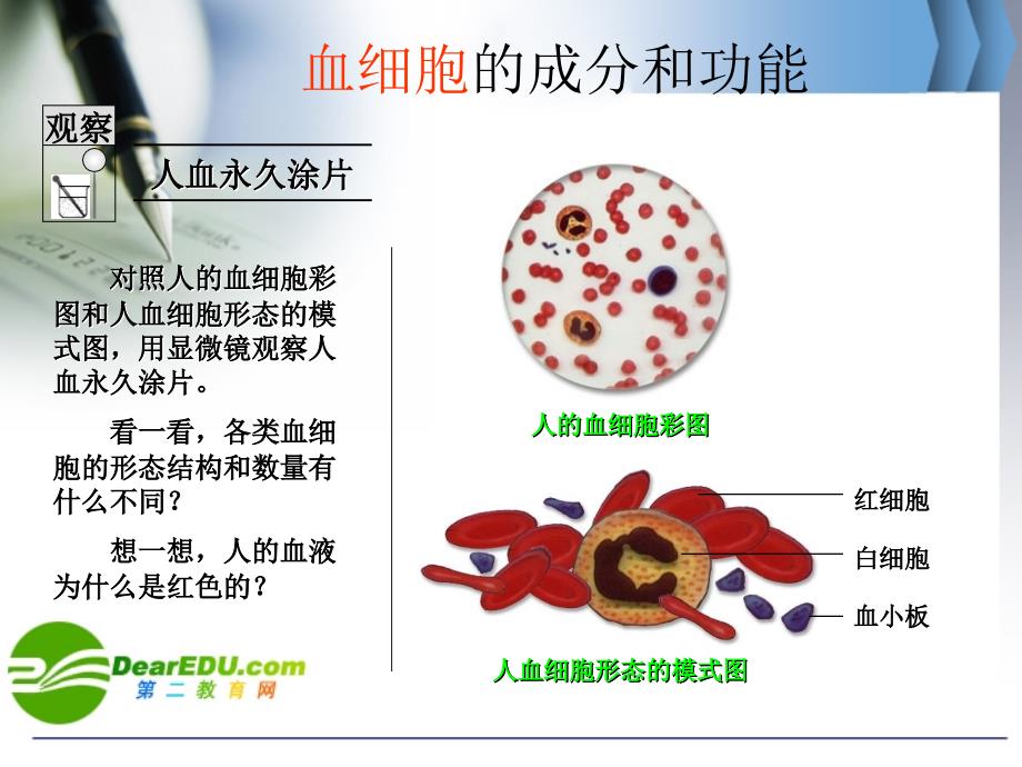 初中三年级生物课件_第4页