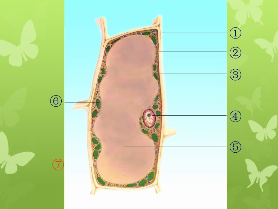 七年级生物植物细胞的结构和功能课件新课标人教版课件_第3页