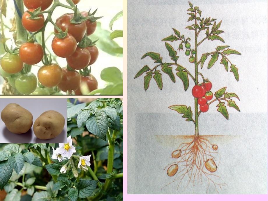 植物体细胞杂交好分析_第1页