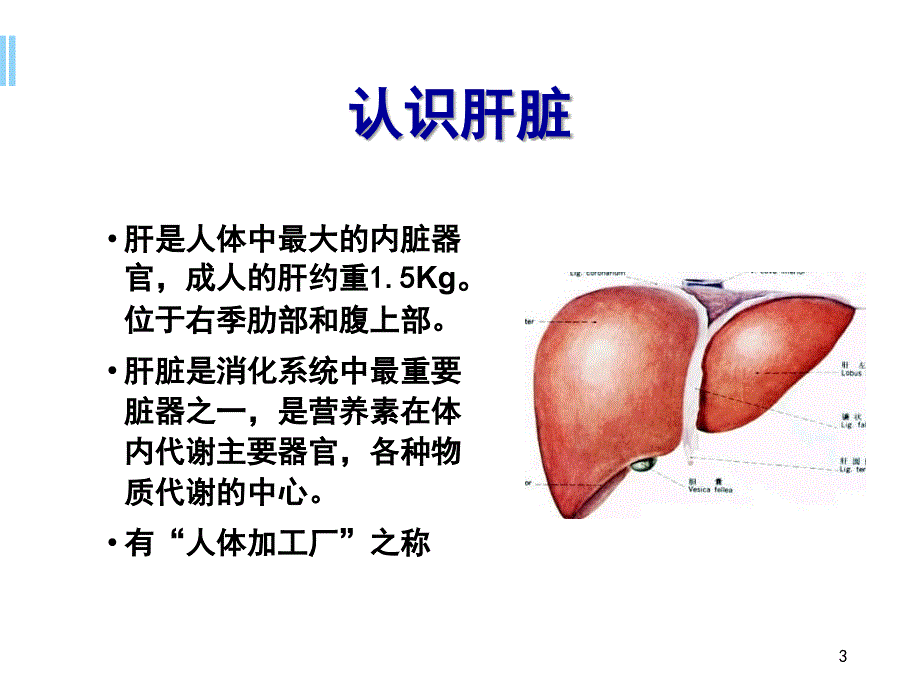 肝病的营养治疗PPT学习课件_第3页