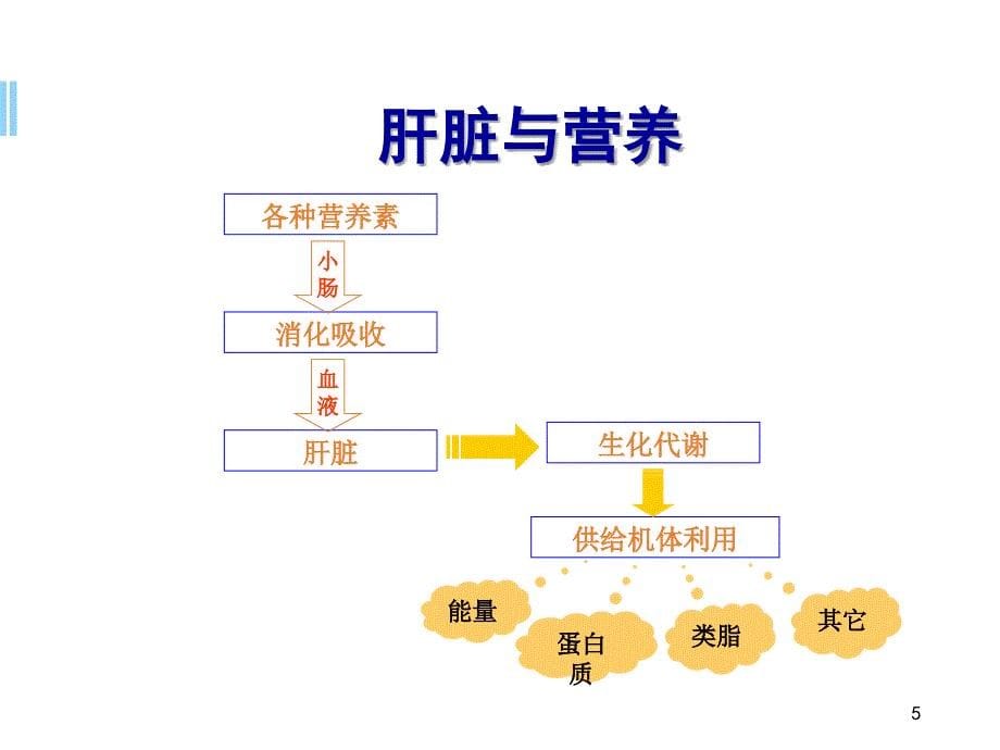 肝病的营养治疗PPT学习课件_第5页