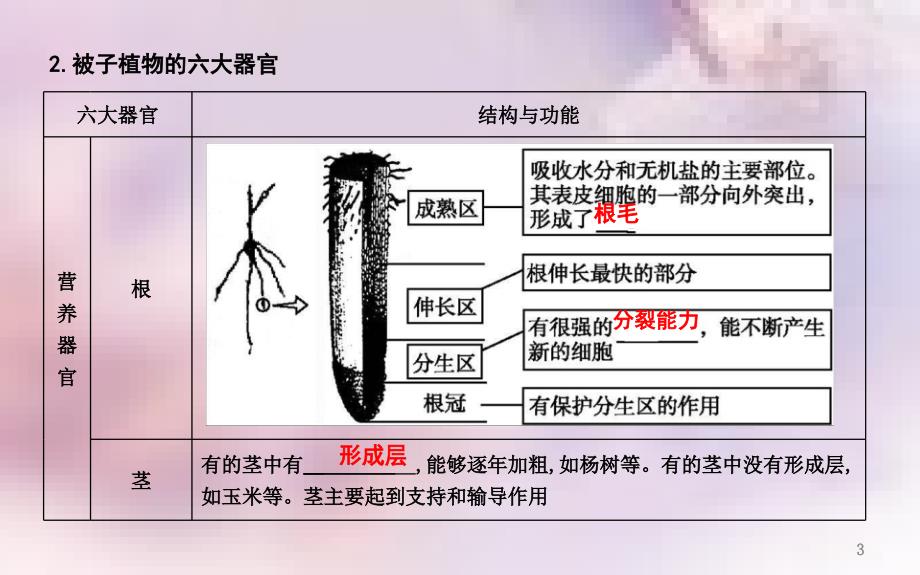 七年级生物上册期末复习三第三单元第一三章课件新版新人教版_第3页