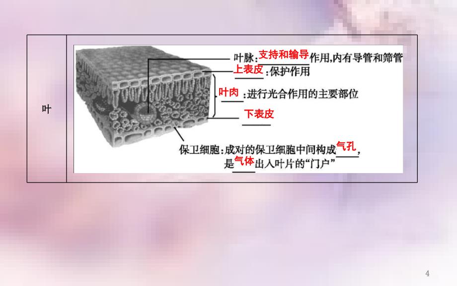 七年级生物上册期末复习三第三单元第一三章课件新版新人教版_第4页